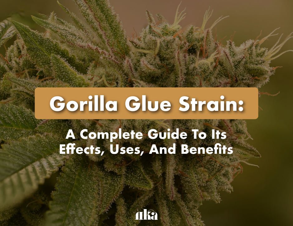 Gorilla Glue Strain: Complete Guide [Effects and Benefits]