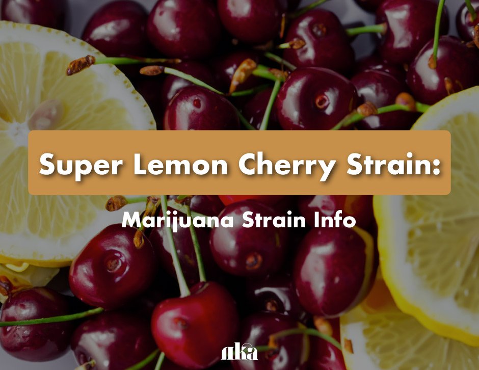 Super Lemon Cherry Strain: Marijuana Strain Info