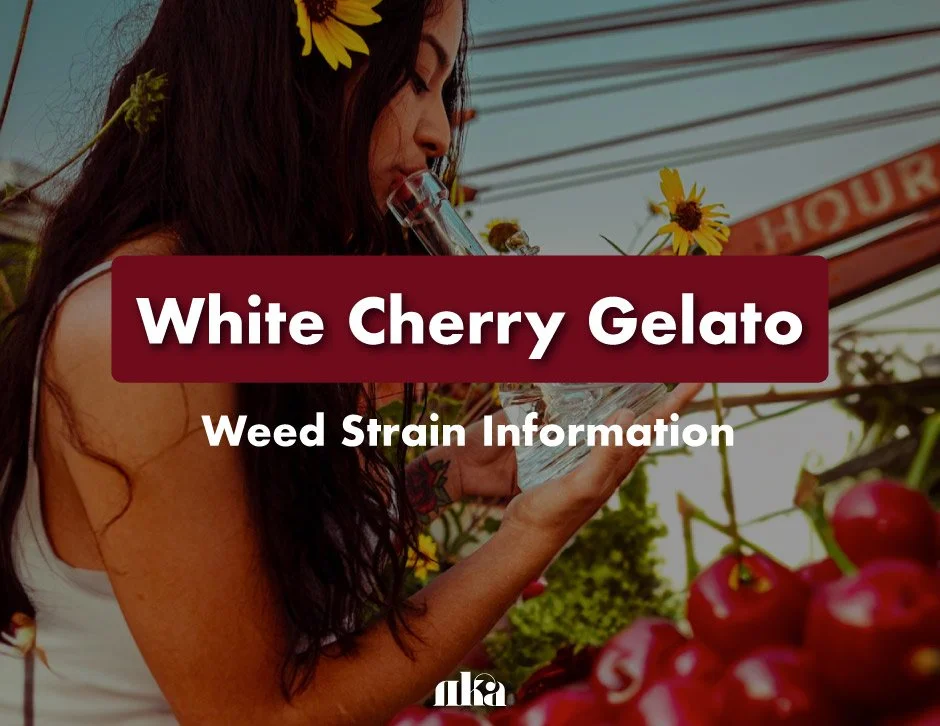 White Cherry Gelato Strain Information Guide