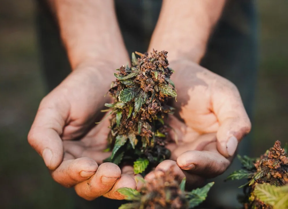 The Biscotti Strain: Marijuana Information