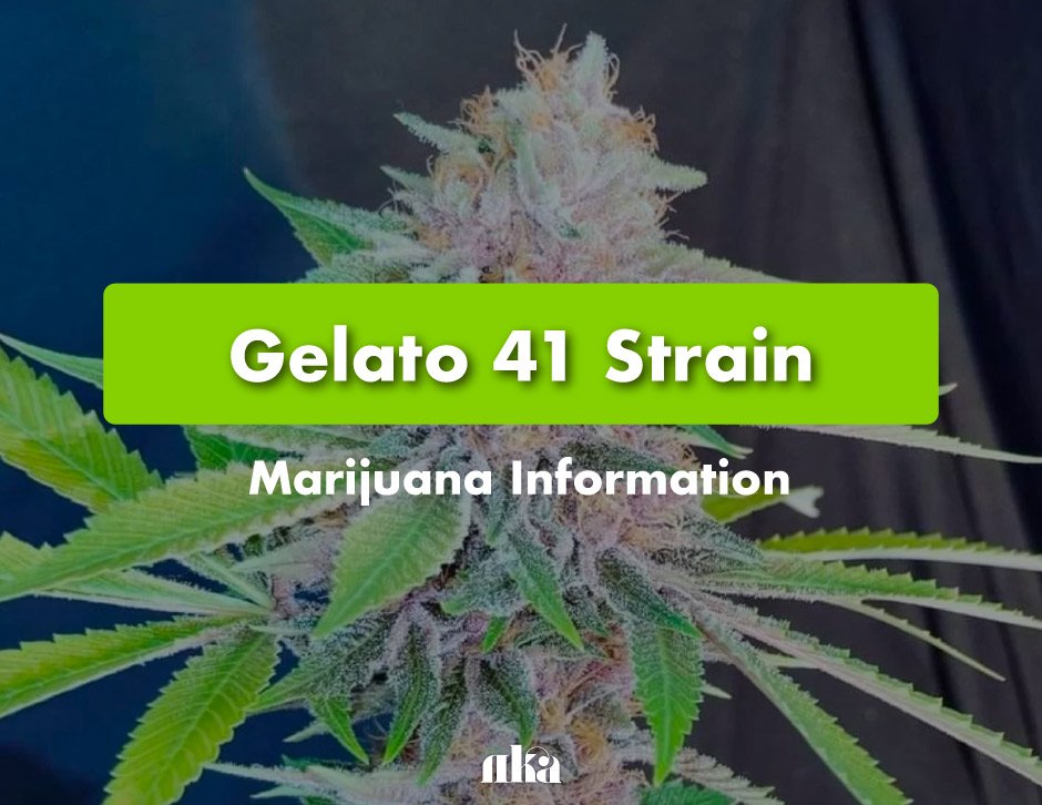 Gelato 41 Strain: Marijuana Information
