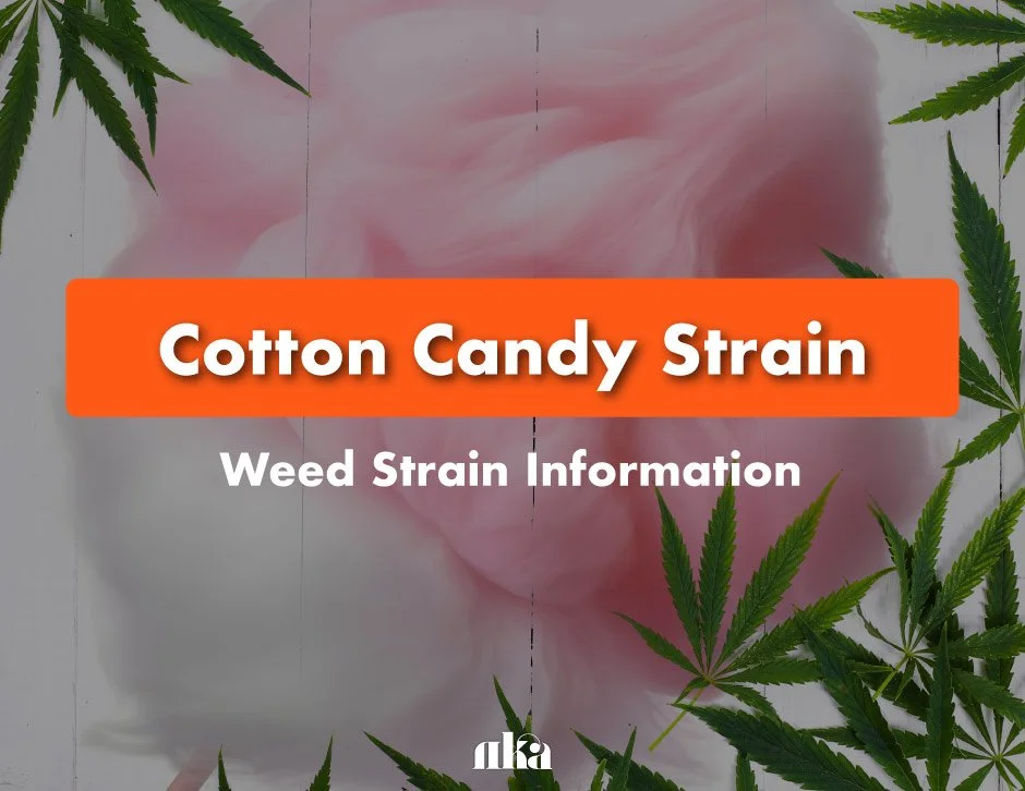 Cotton Candy Strain: Weed Strain Information