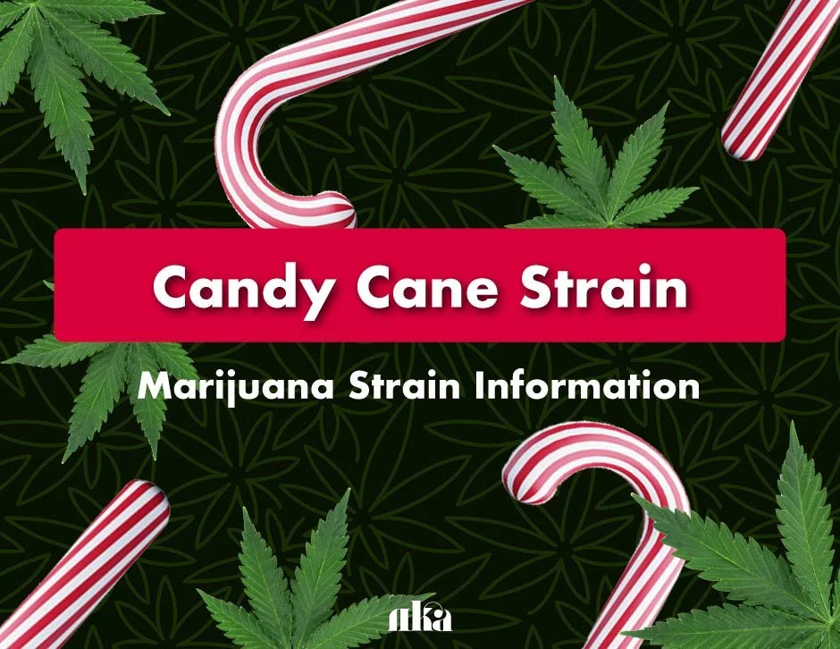Candy Cane Strain: Marijuana Strain Information