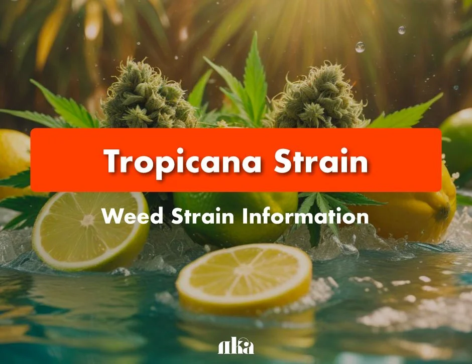 Tropicana Strain: Weed Strain Information