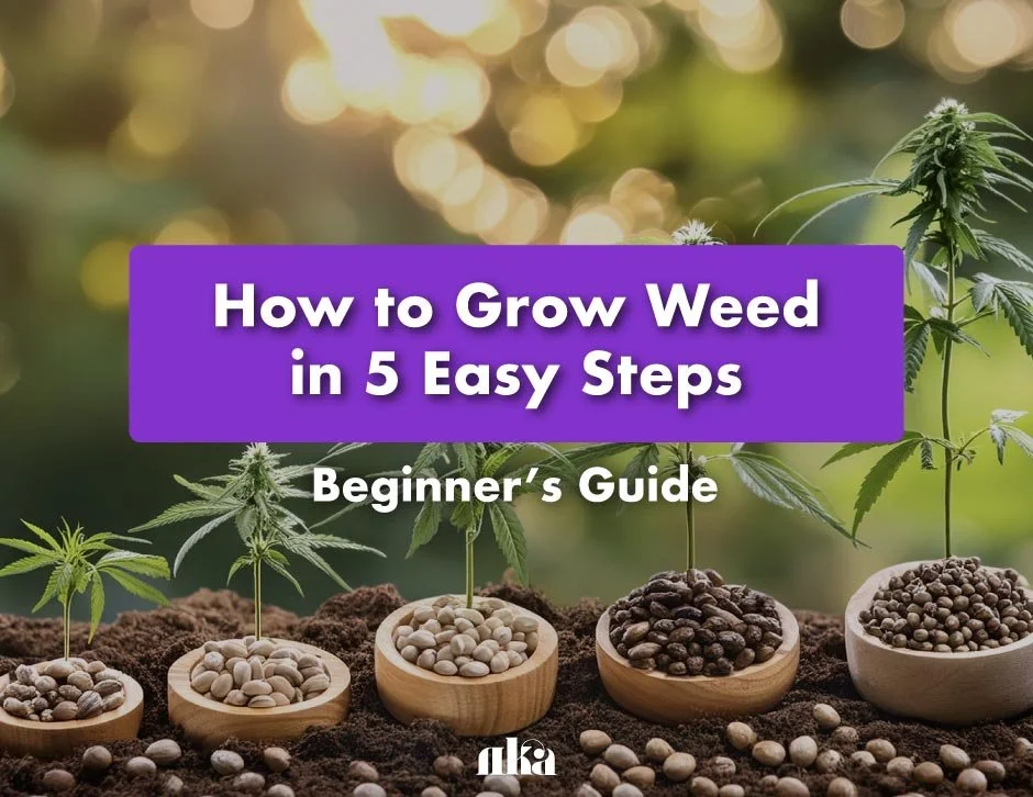 How to Grow Weed in 5 Easy Steps: Beginner’s Guide
