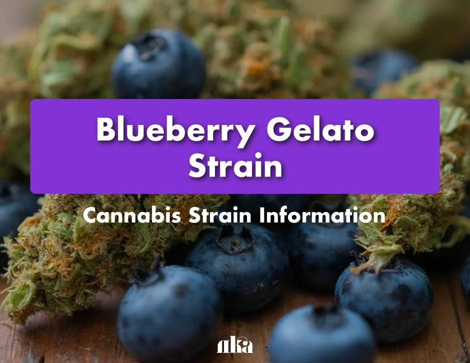 Blueberry Gelato Strain: Cannabis Strain Information