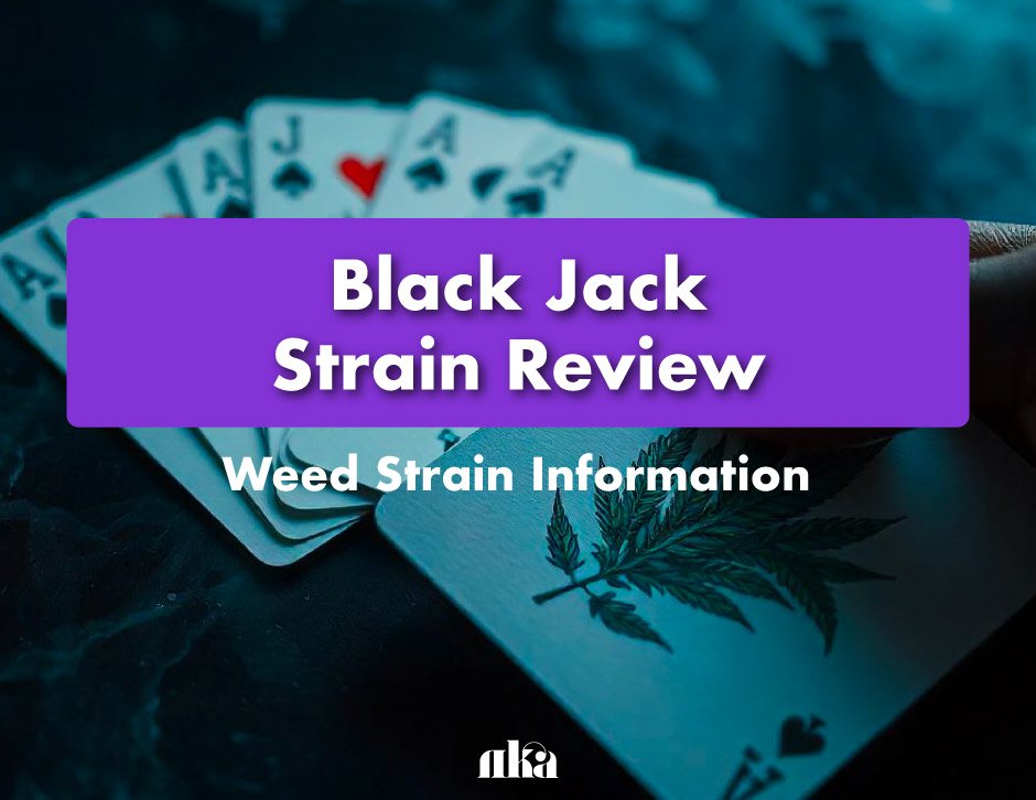 Black Jack Strain Review: Weed Strain Information