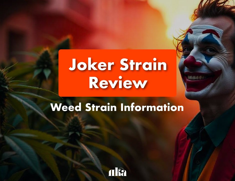 Joker Strain Review: Weed Strain Information