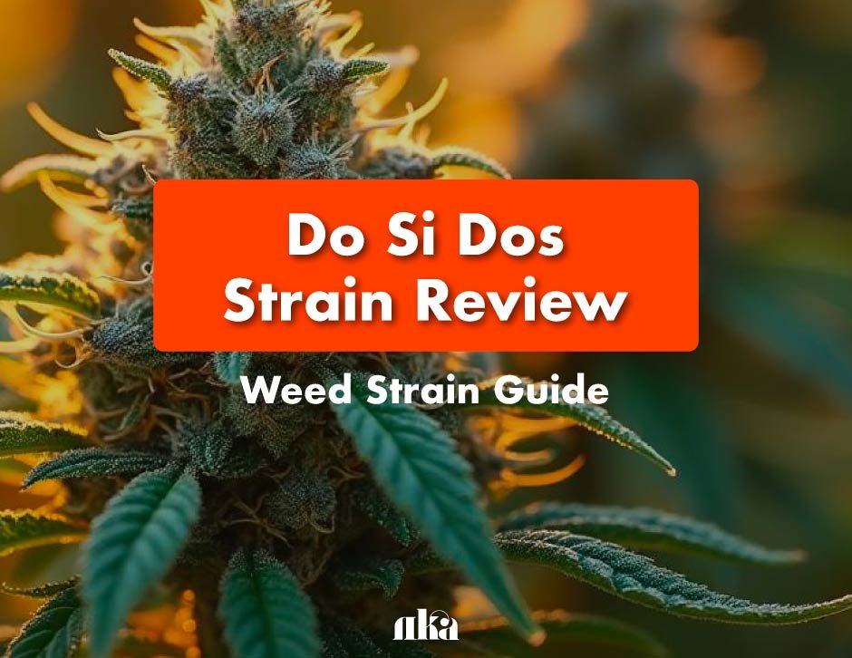 Do Si Dos Strain Review: Weed Strain Guide