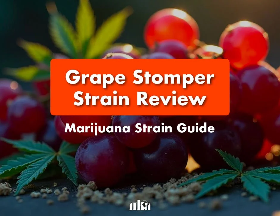 Grape Stomper Strain Review: Marijuana Strain Guide
