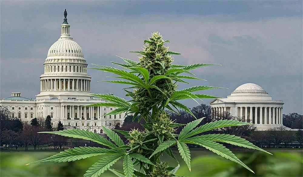 Beginner’s Guide to DC Cannabis: Laws, Dispensaries, and Tips