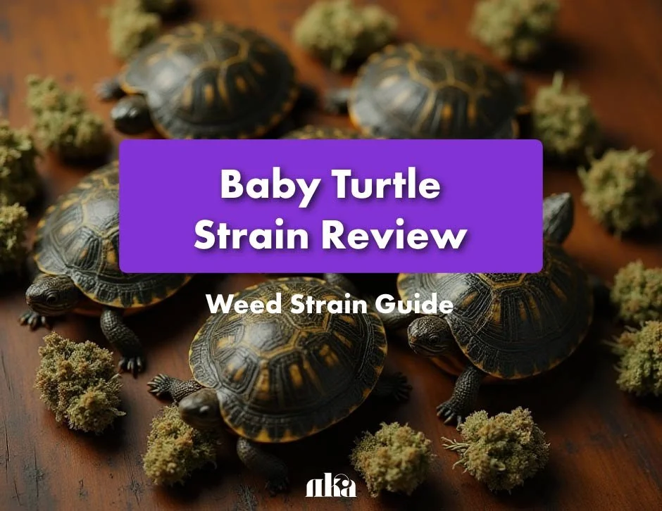 Baby Turtle Strain Review: Weed Strain Guide