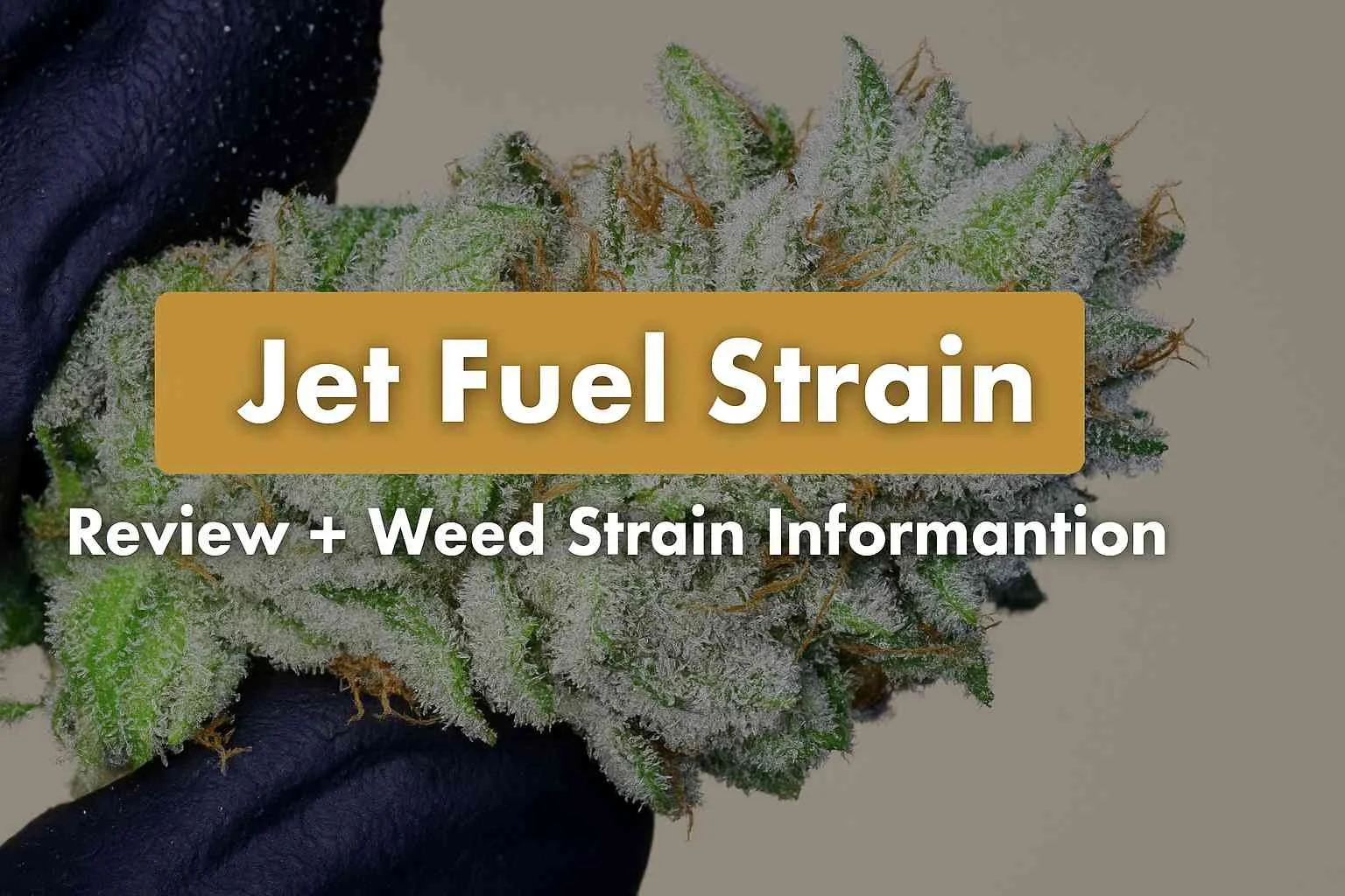 Jet Fuel Strain [Review + Weed Strain Information]