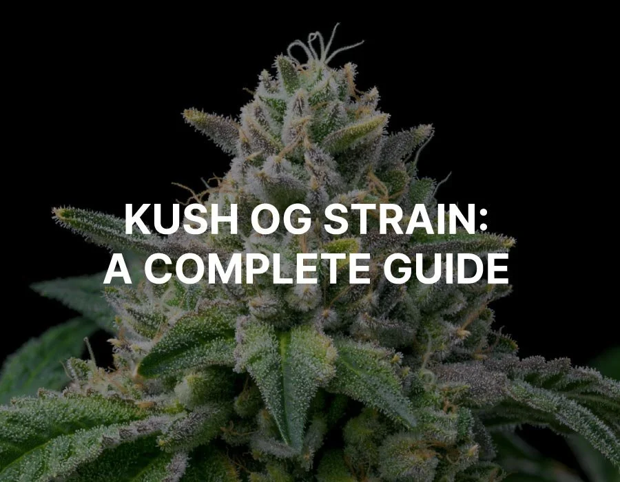 Exploring the Different Kush OG Strains: A Comprehensive Guide