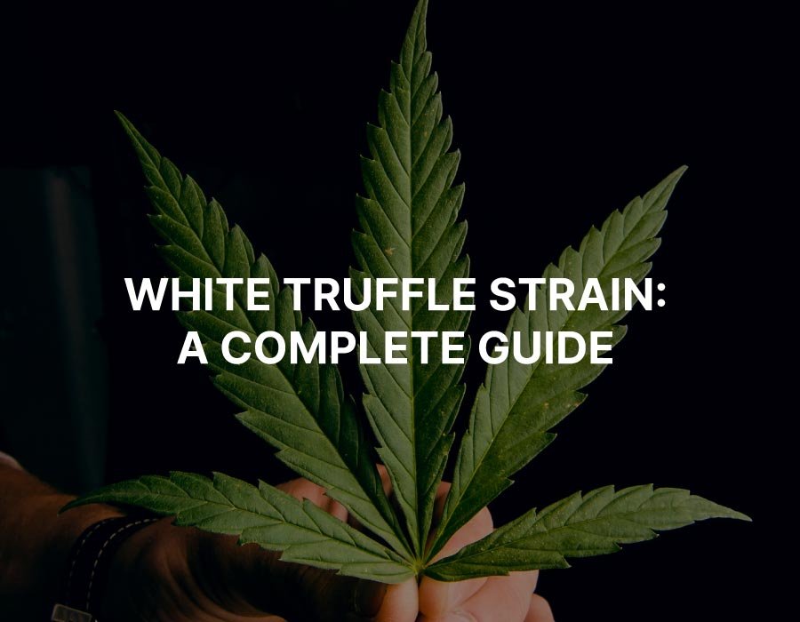 White Truffle Strain: Marijuana Strain Info