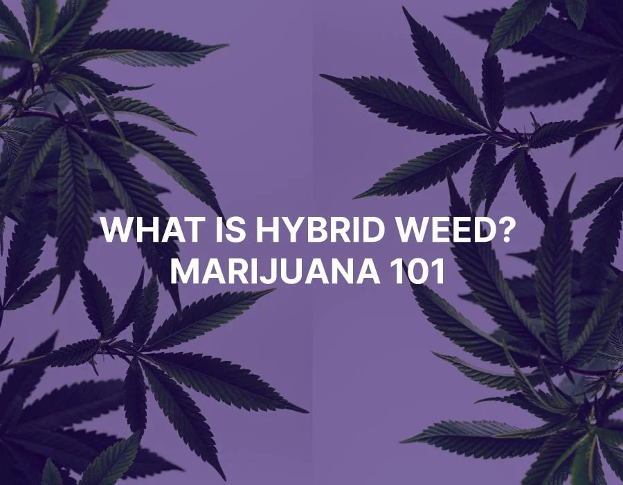 What is Hybrid Weed? Marijuana 101