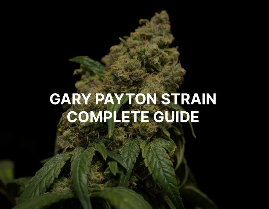 Gary Payton Strain Information: Beginner's Guide
