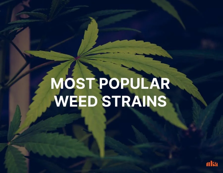 Most Popular Weed Strains [2025 Guide]
