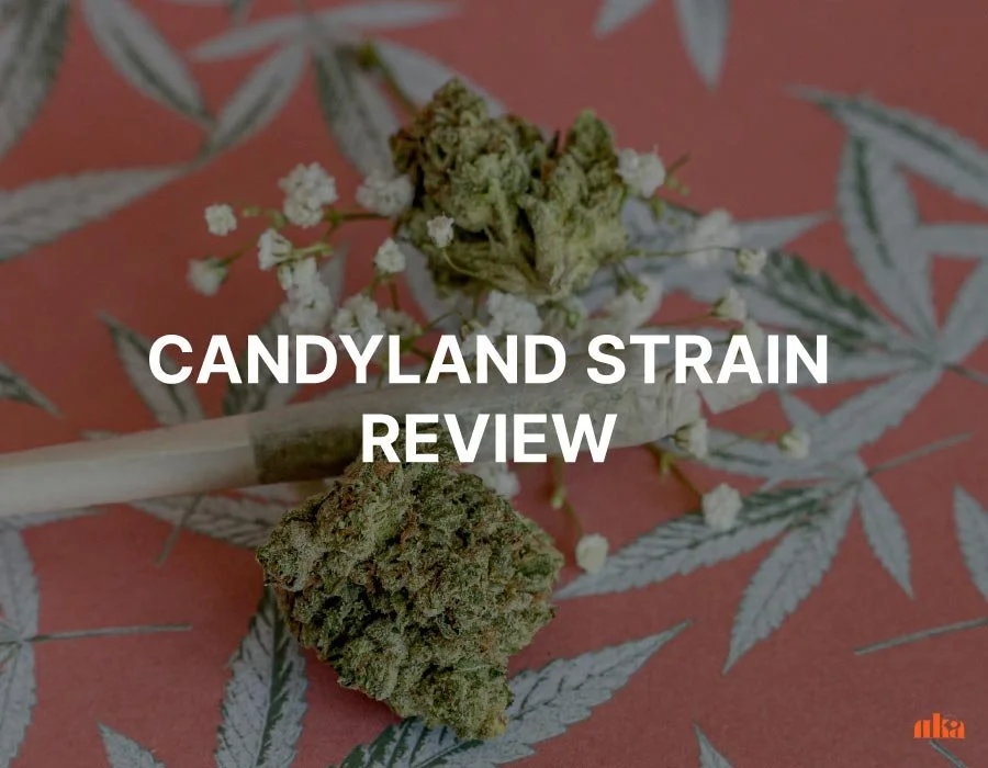 Candyland Strain Review: Weed Strain Information