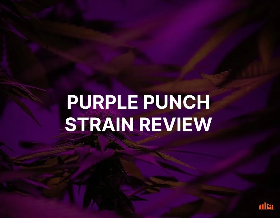 Purple Punch Strain: Weed Strain Information