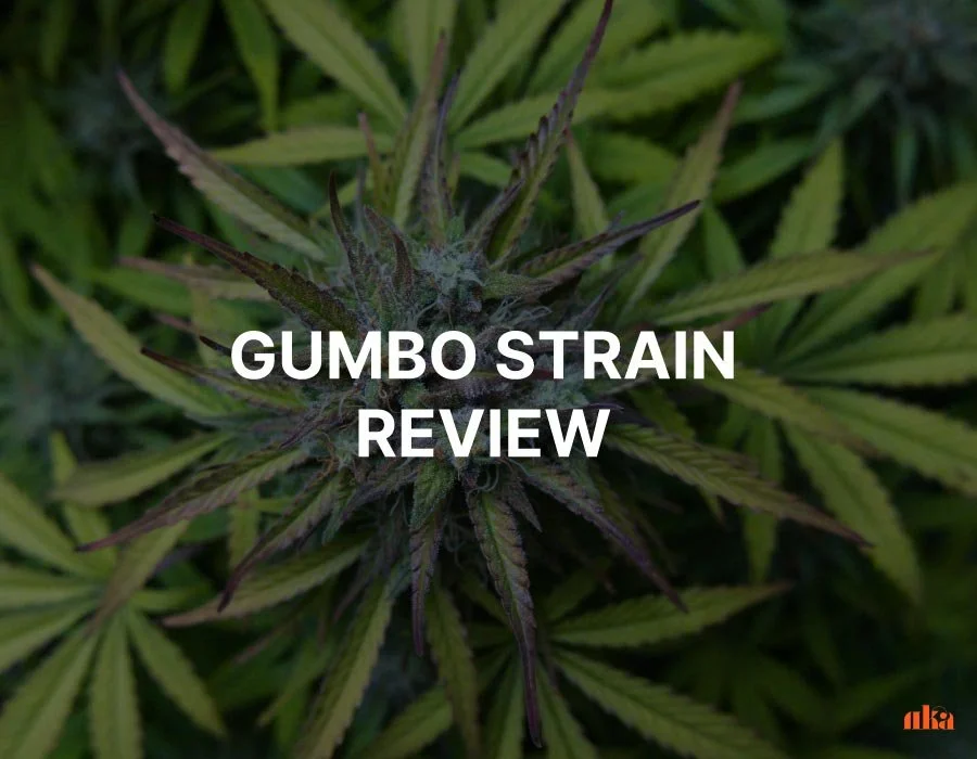 Gumbo Strain: Information Guide