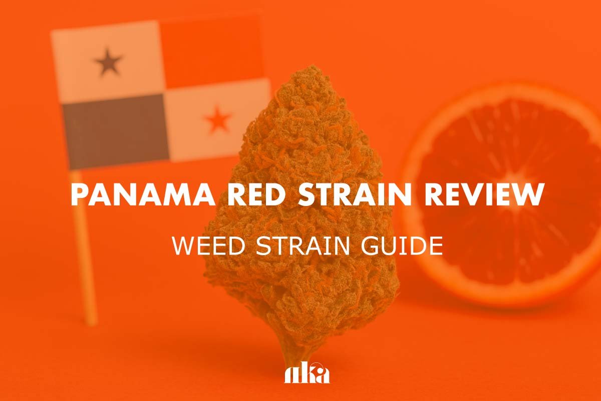 Panama Red Strain Review: Weed Strain Guide