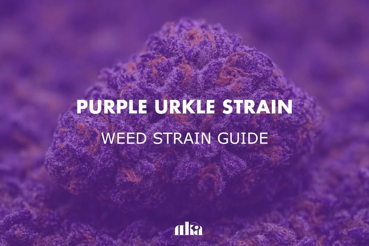 Purple Urkle Strain Review: Weed Strain Guide