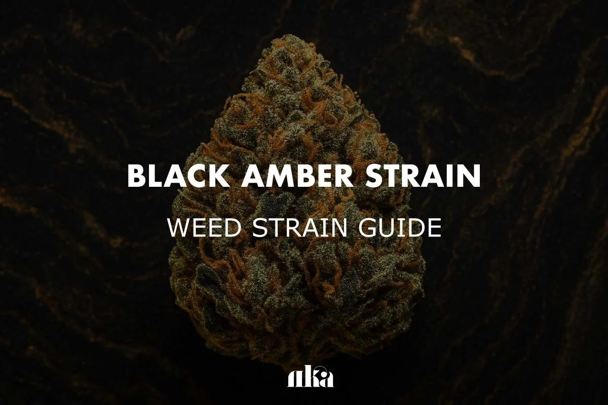 Black Amber Strain Review: Weed Strain Guide