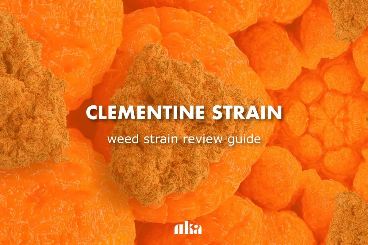 Clementine Strain Review: Weed Strain Guide
