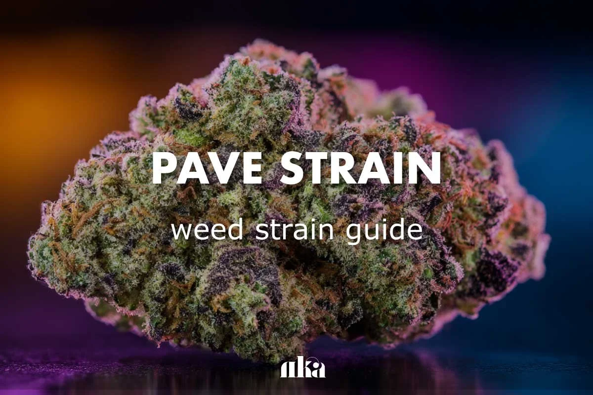 Pave Strain Review: (aka Pavé) Weed Strain Guide