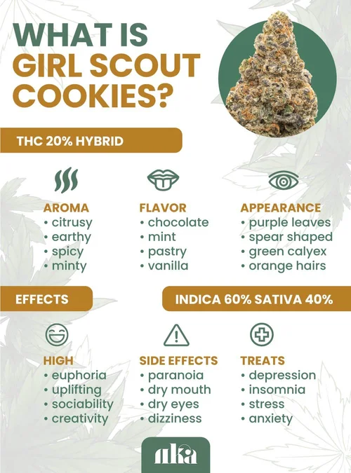 Girl Scout Cookies Strain: Marijuana Information