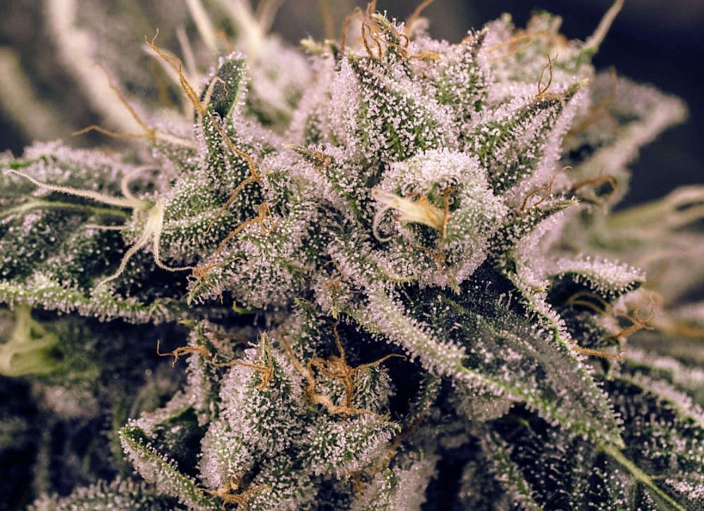 Northern Lights Strain Weed Strain Information