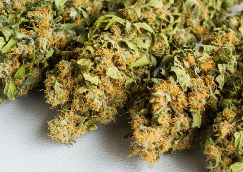 Exploring the Different Kush OG Strains A Comprehensive Guide