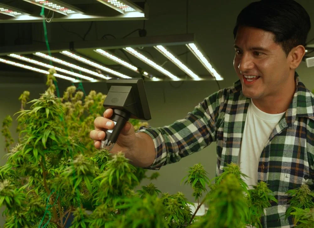 What is a Zip of Weed? Everything You Need to Know