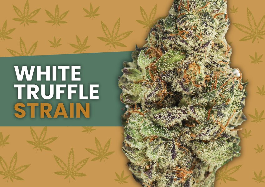 White Truffle Strain Marijuana Strain Information