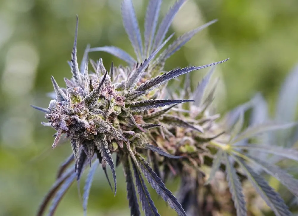 CONCLUSION ON WEDDING CAKE WEED STRAIN