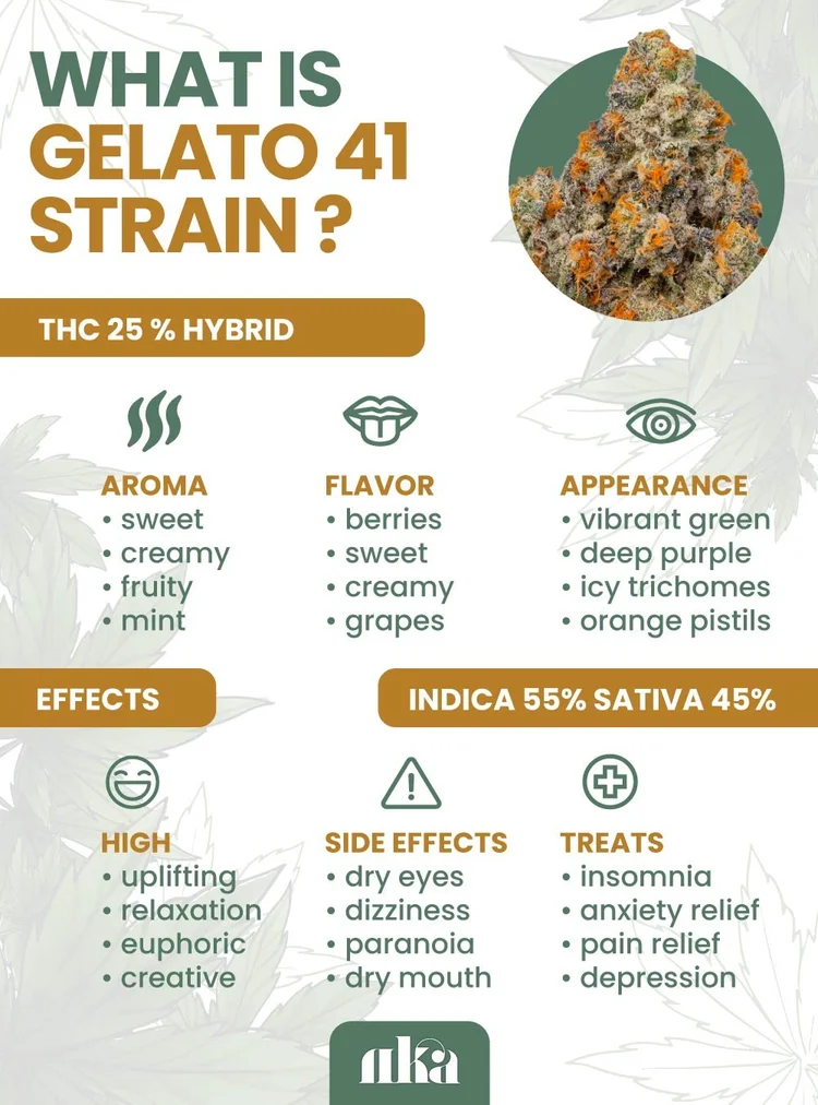 Gelato 41 Strain Marijuana Information Guide