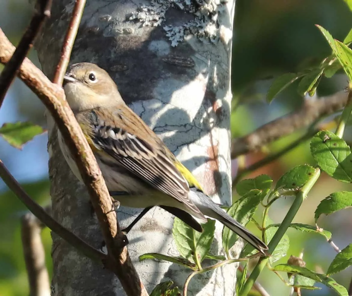 Yellow-rumped Myrtle Warbler