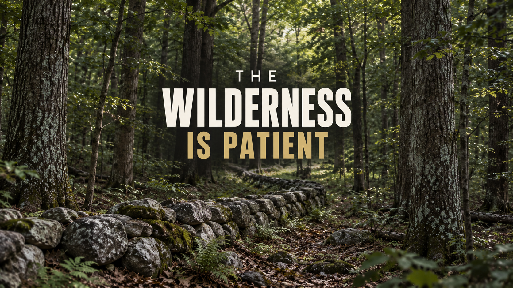 The Wilderness is Patient