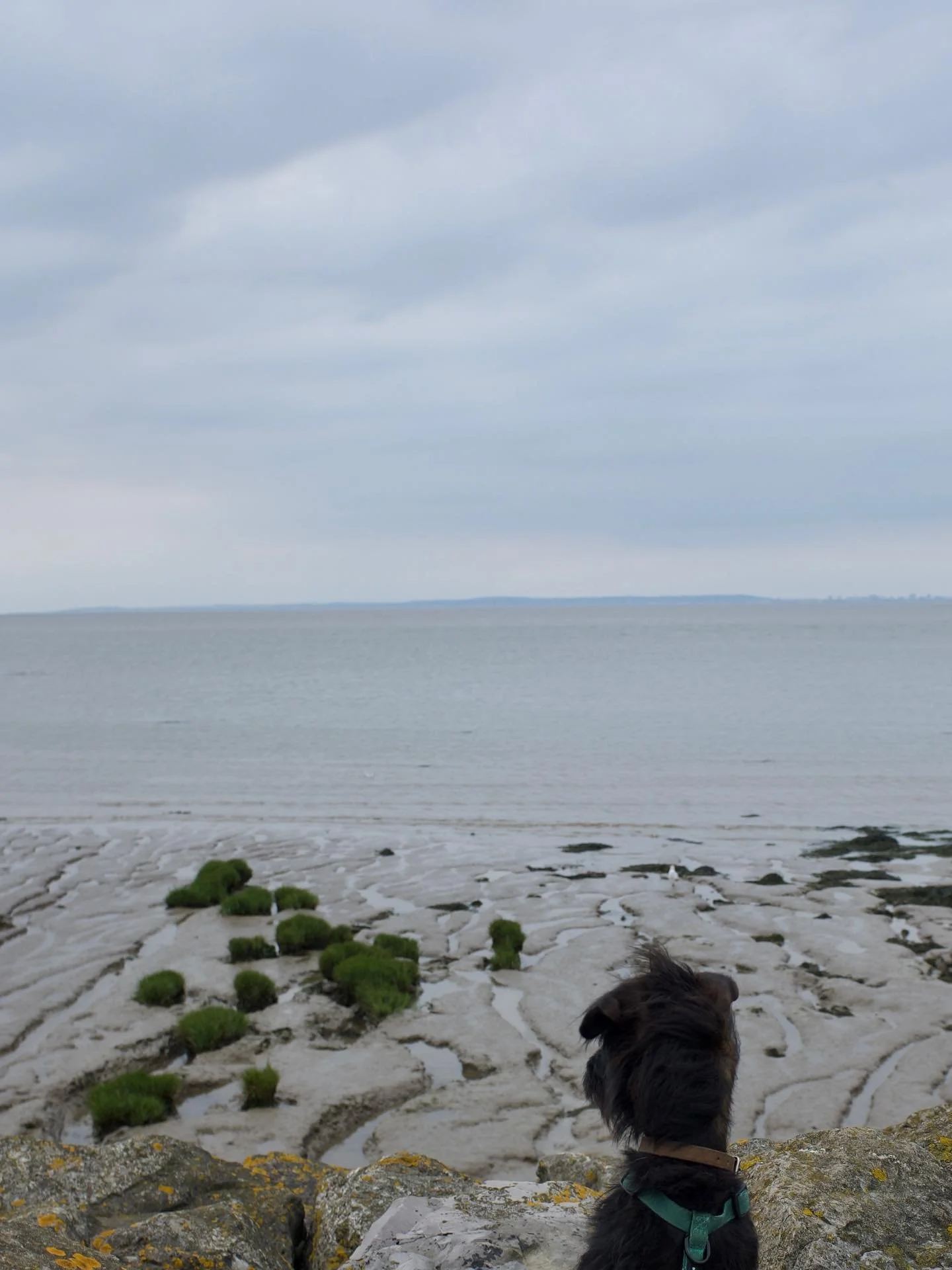 Camping with Mitzy. Walking the coastal path between Clevedon and Weston near Bristol. Relishing the space, the grey shades and the space to let mind and eye stretch out. It&rsquo;s a strange landscape with so much mud but it has a charm. And a print