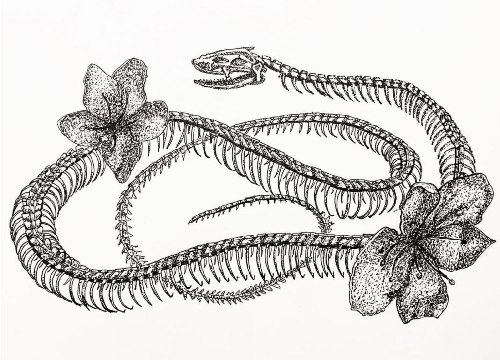 Anatomy of a Snake. 2020.