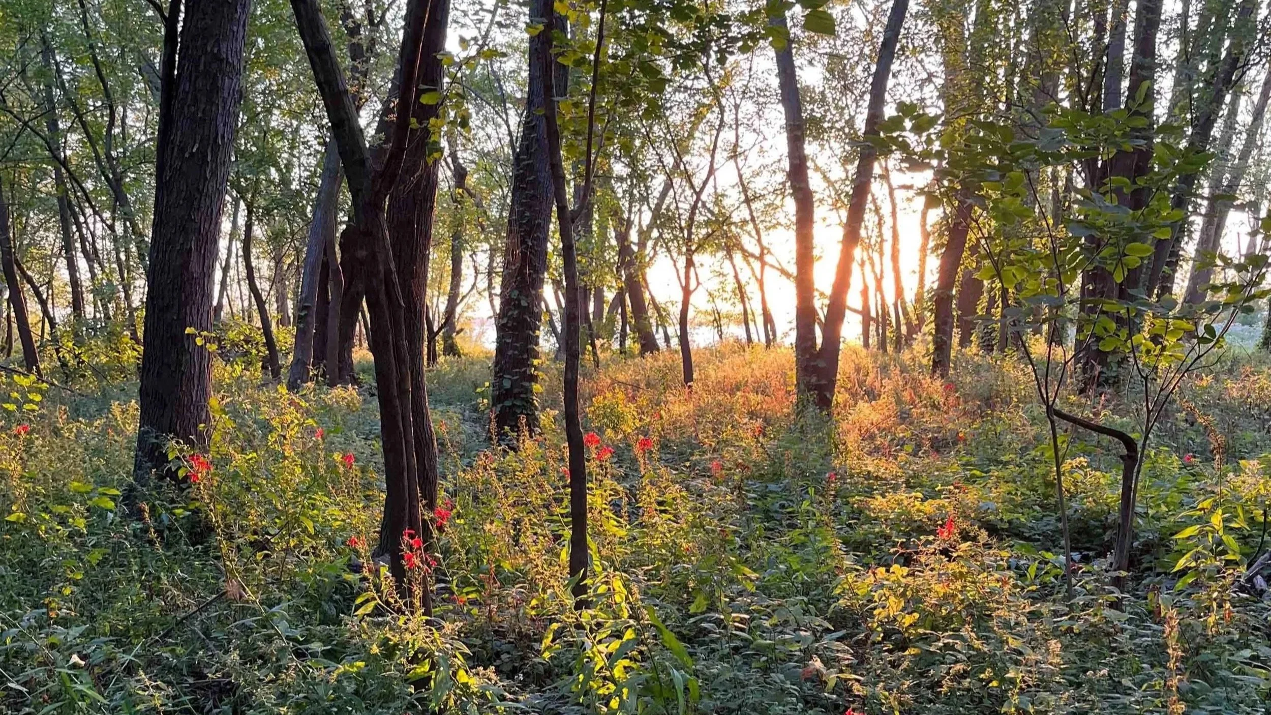 Cooper Park at sunset