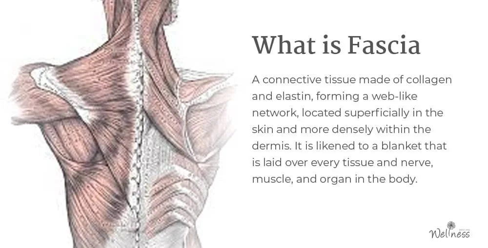 Fascia D finition M dicale Qu Est Ce Qu Un Fascia RVZQ