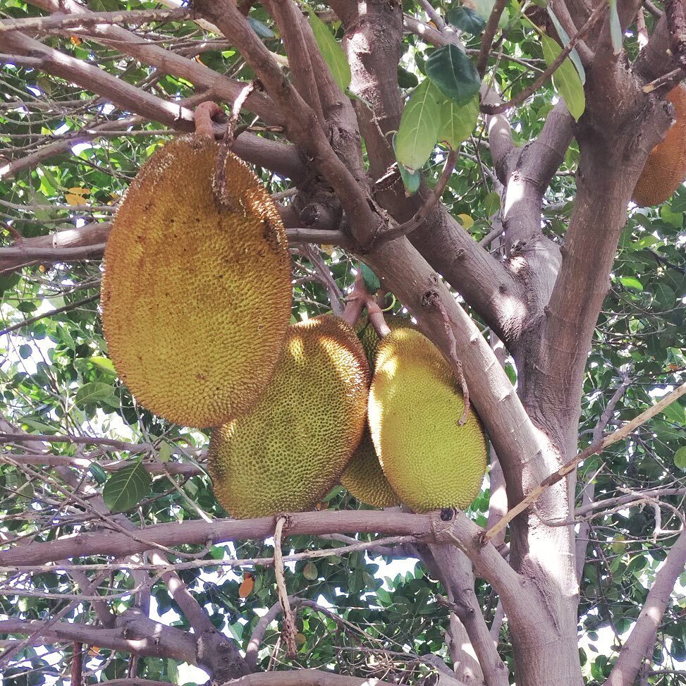 Jack fruit season is coming up here in Hawaii and my tree is starting to make little fruits since March. Should be ready by August. Can&rsquo;t wait!😋
.
Jack fruit is becoming very popular now. Getting it fresh is the best way to eat it. &nbsp;It ha