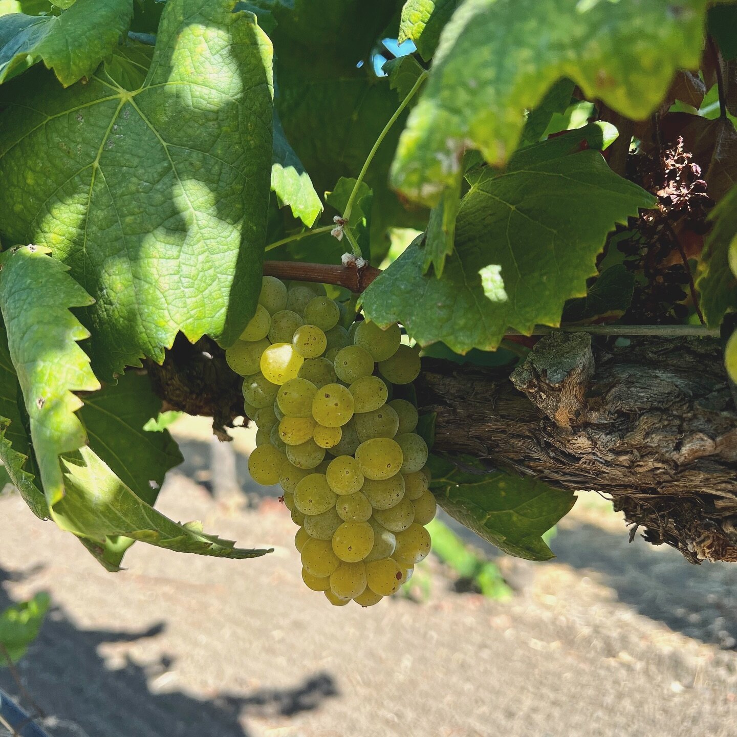 Have you been wondering what this Melon is I keep going on about? A French varietal, known in France as Muscadet, has long been misidentified in the US as Pinot Blanc. Well, not anymore! 

If you&rsquo;d like to learn more about this rare to Californ