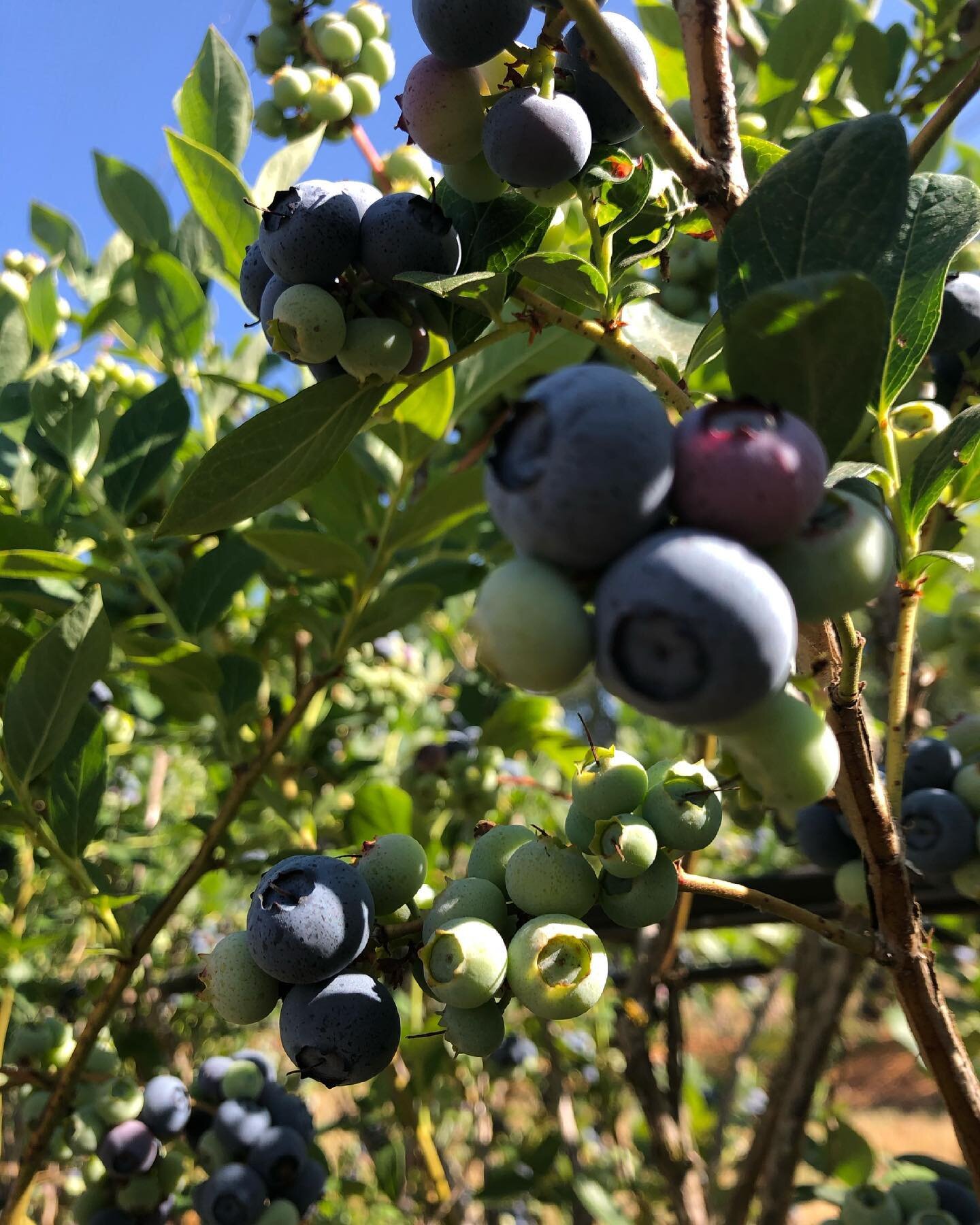 Went blueberry picking today for the first time &amp; I am in love! It was so much fun searching for perfect giant &amp; crunchy blueberries, so now we have curated the most ideal handful! 👌🏼Our bag got so heavy but it was such a reasonable price (