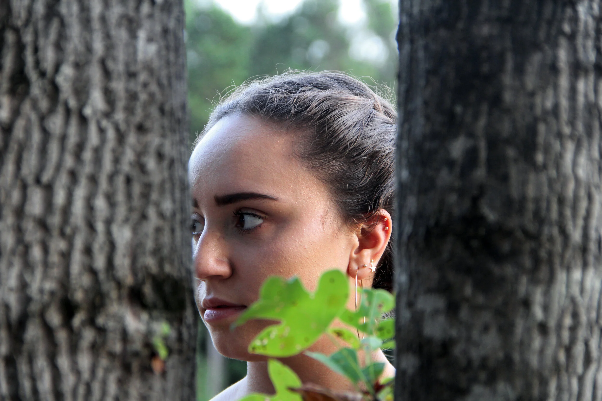 Surface Division Trees.jpg