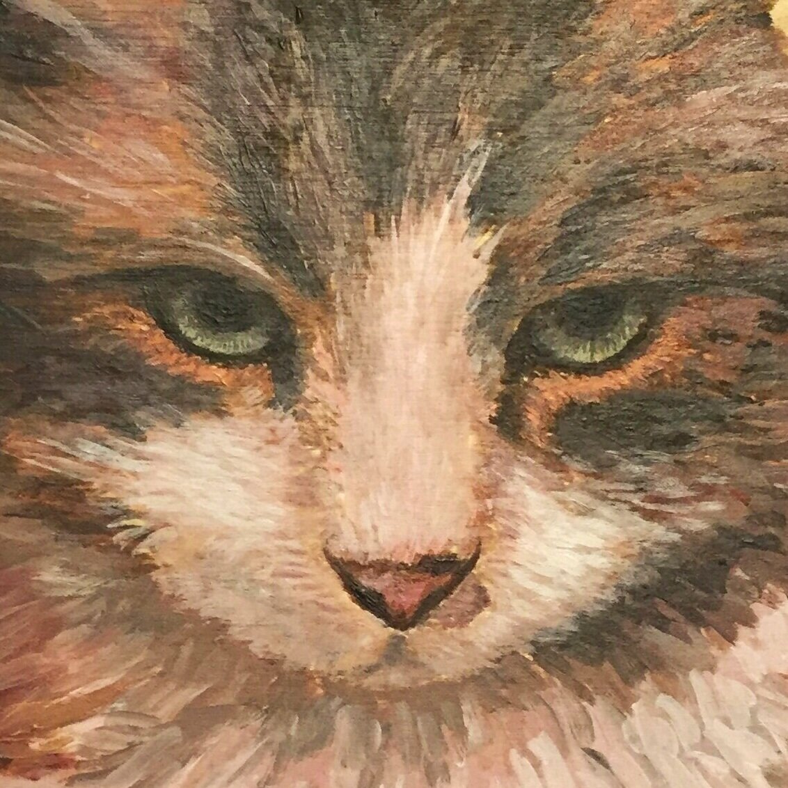 cat1.jpg