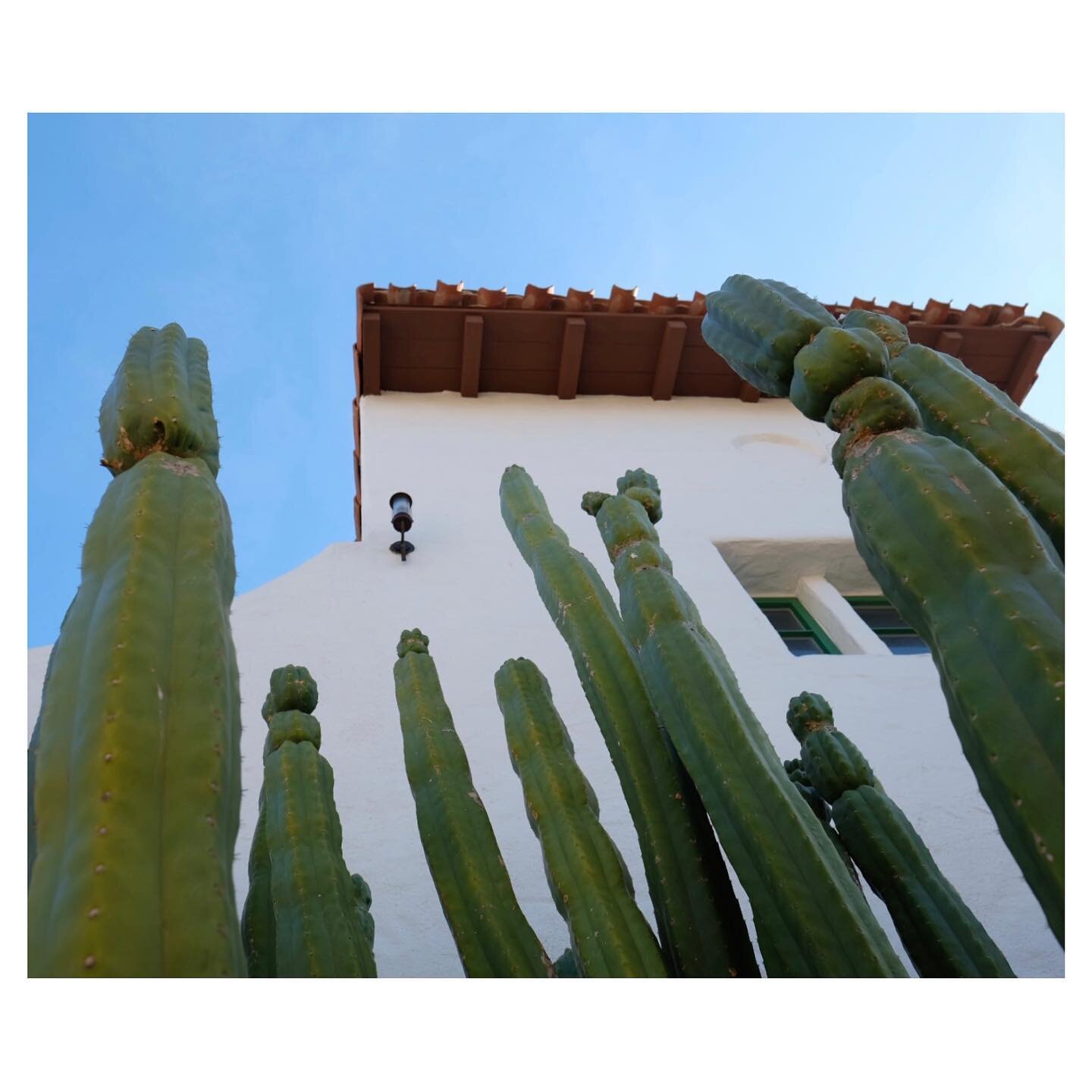 &ldquo;Let your bright eyes be held by the sun &ndash; you&rsquo;ll see the very best light, in everyone.&rdquo;⁣
⁣
&mdash; tess guinery ⁣
⁣⁣⁣⁣⁣⁣⁣⁣⁣⁣⁣⁣
#MilagroMonday #inspiration #ilovemexico #lookup #positivevibes #cacti #cactuslover