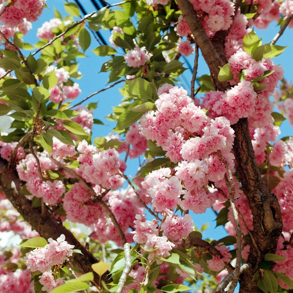 Spring bloom, April '25